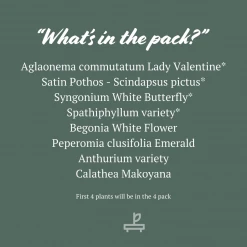 Indoor Garden Air Purifier Houseplant Pack ???? Air Purifying