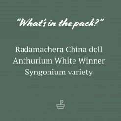 Indoor Garden Air Purifying Air Purifier Houseplant Pack - Larger Sized Plants