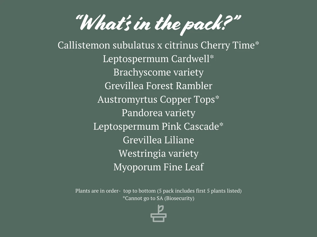 Shrubs Birds And Bees ๐ Australian Native Plant Pack 5 Shrubs Birds And Bees ???? Australian Native Plant Pack