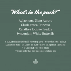 Indoor Garden Easy Care Plants Mr Kitly 4 Houseplants & 4 Pots