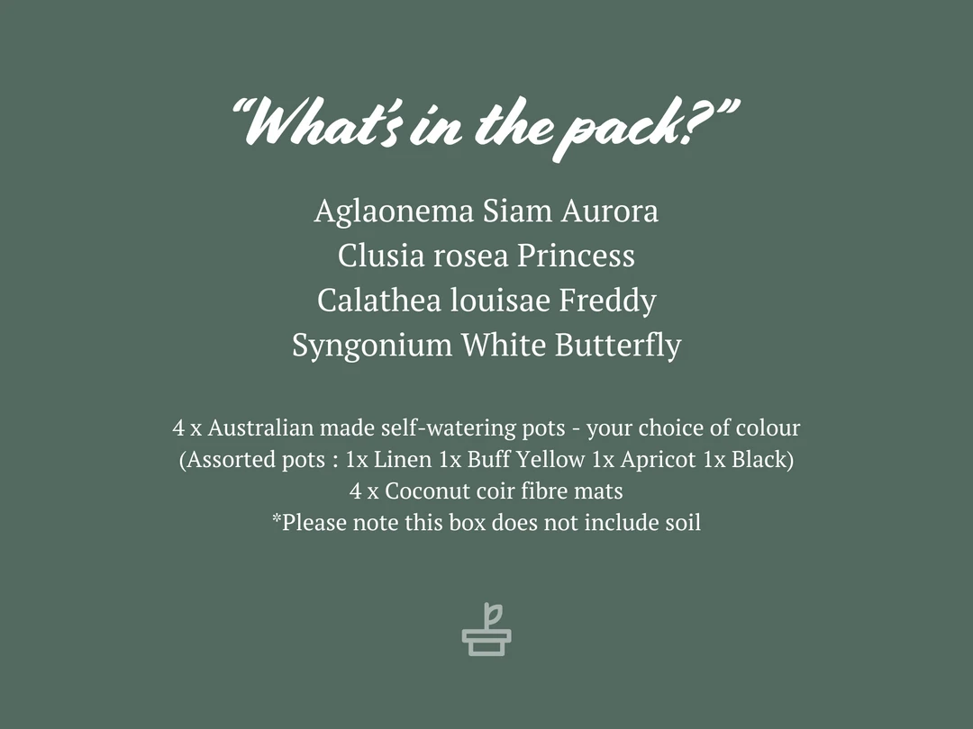 Indoor Garden Easy Care Plants Mr Kitly 4 Houseplants & 4 Pots 4 Indoor Garden Easy Care Plants Mr Kitly 4 Houseplants & 4 Pots