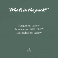 Indoor Garden Dark Matters Low Light Indoor Plant Pack 85mm Easy Care Plants