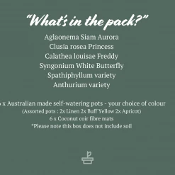 Indoor Garden Mr Kitly 6 Houseplants & 6 Pots