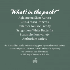 Indoor Garden Easy Care Plants 6 Bundle Box ???? - Includes Plants, Pots & Soil