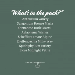 Indoor Garden The Plant Killers Houseplant Pack Easy Care Plants