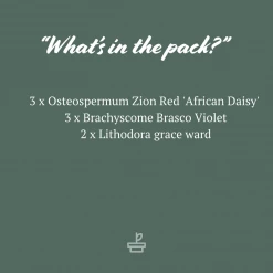 Shrubs Border Plants Sun Loving Potted Pretties Mix