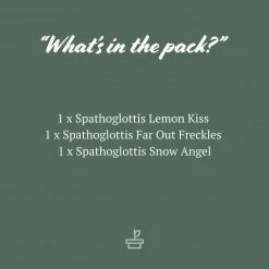 Indoor Garden Assorted Box Of Flowering Orchids 'Spathoglottis' 85mm Border Plants