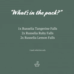 Shrubs Russelia "Falls" Mixed Box