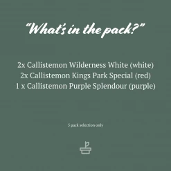 Shrubs Mixed Callistemon Box