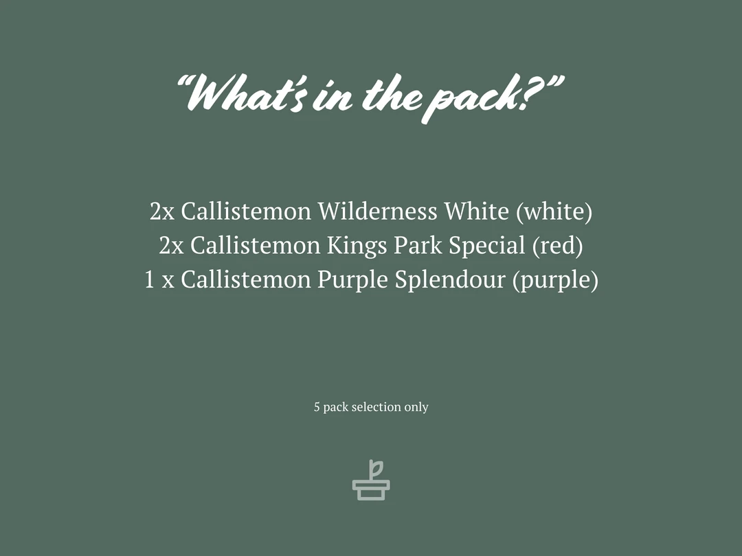 Shrubs Mixed Callistemon Box 4 Shrubs Mixed Callistemon Box