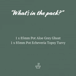 Succulents Plant Packs Assorted Succulent Box - 85mm