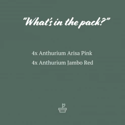 Indoor Garden Anthurium Mixed Pack Easy Care Plants