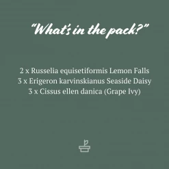 Shrubs Outdoor Assorted Hanging Plants Plant Packs