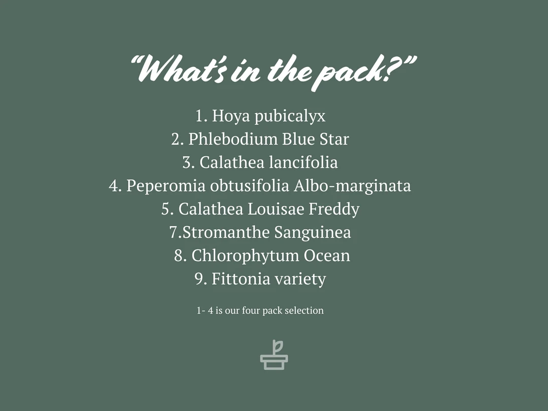 Indoor Garden Pet-Friendly Indoor Plant Pack 😀 5 Indoor Garden Pet-Friendly Indoor Plant Pack ????