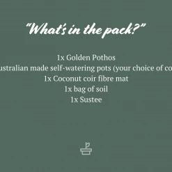 Pot + Plant Gift Box The Beginners Gift Box ???? Easy Care Plants