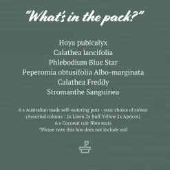 Indoor Garden Pet-friendly Indoor Plants Mr Kitly 6 Houseplants & 6 Pots - Pet-Friendly Edition