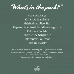 Indoor Garden Mr Kitly 8 Houseplants & 8 Pots - Pet-Friendly Edition Pet-friendly Indoor Plants