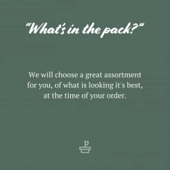 Indoor Garden Fern Mixed Pack 85mm