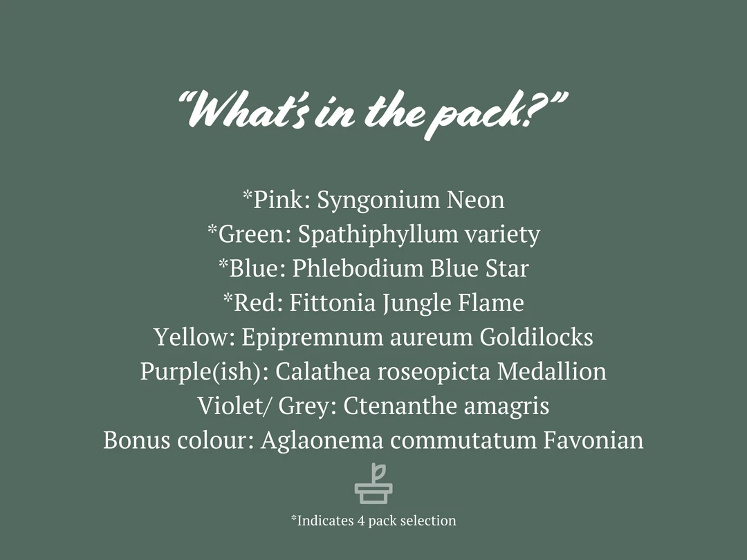 Indoor Garden Air Purifying Rainbow 🔔 Box - Indoor 6 Indoor Garden Air Purifying Rainbow ???? Box - Indoor