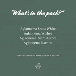 Indoor Garden Aglaonema Mixed Box - The Chinese Evergreen Box