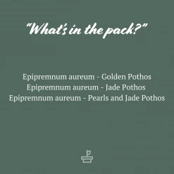 Indoor Garden Pothos Mixed Houseplant Pack 85mm Plant Packs