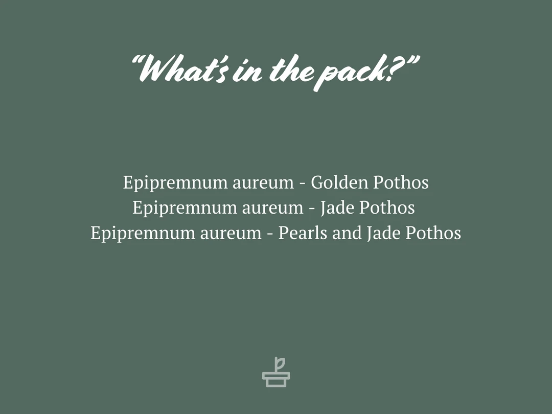 Indoor Garden Pothos Mixed Houseplant Pack 85mm Plant Packs 4 Indoor Garden Pothos Mixed Houseplant Pack 85mm Plant Packs