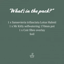 Succulents Border Plants Sansevieria Trifasciata Lotus Hahnii - Pot + Plant + Soil