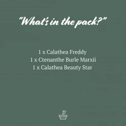 Indoor Garden Calathea And Ctenanthe Houseplant Pack - 85mm