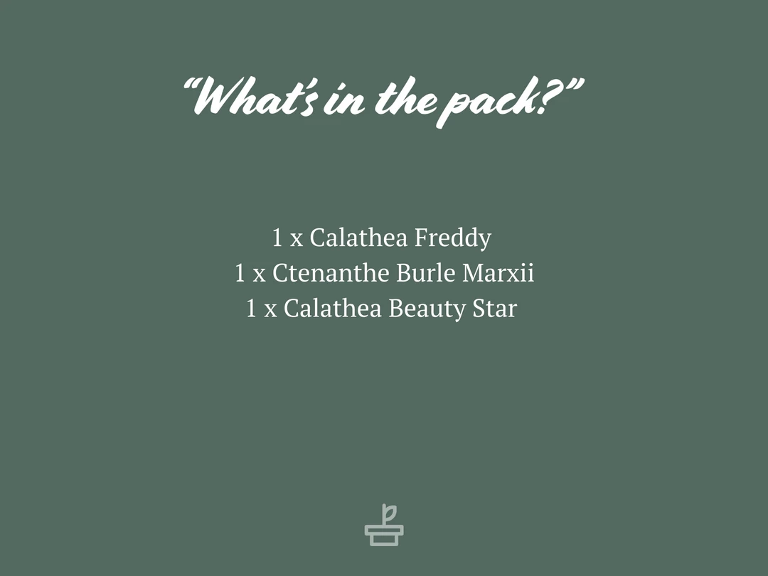 Indoor Garden Calathea And Ctenanthe Houseplant Pack - 85mm 4 Indoor Garden Calathea And Ctenanthe Houseplant Pack - 85mm