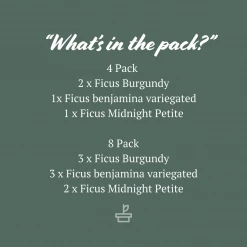 Indoor Garden Assorted Ficus Pack Plant Packs