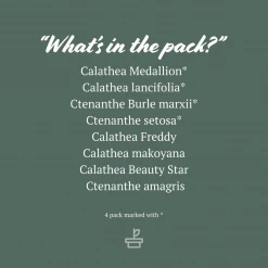 Indoor Garden Calathea And Ctenanthe Houseplant Pack