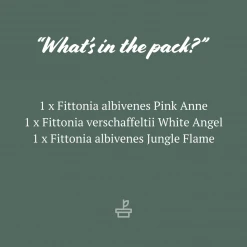 Indoor Garden Plant Packs Assorted Box Of Nerve Plants - Fittonia 85mm