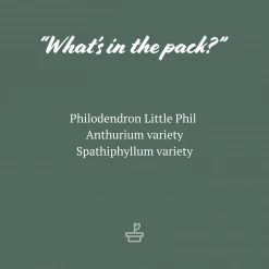 Indoor Garden Plant Packs The Office Indoor Plant Box - 85mm