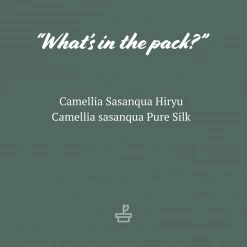 Hedge Shrubs Camellia Assorted Pack