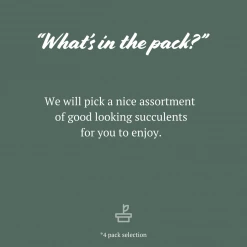 Succulents Pool Friendly Plants Assorted Succulent Box