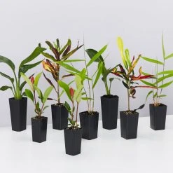 Shrubs Pool Friendly Plants Tropical Mixed Pack Of Outdoor Plants