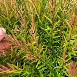 Shrubs Hedging Plants Austromyrtus Dulcis Copper Tops Native Hedging Pack