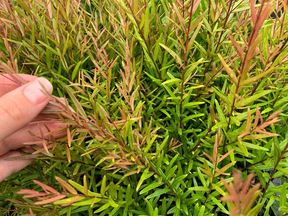 Shrubs Hedging Plants Austromyrtus Dulcis Copper Tops Native Hedging Pack 4 Shrubs Hedging Plants Austromyrtus Dulcis Copper Tops Native Hedging Pack