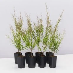 Shrubs Hedging Plants Austromyrtus Dulcis Copper Tops Native Hedging Pack