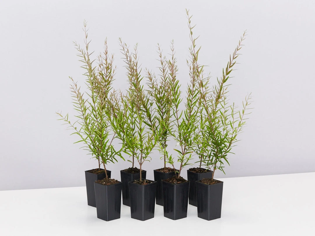 Shrubs Hedging Plants Austromyrtus Dulcis Copper Tops Native Hedging Pack 3 Shrubs Hedging Plants Austromyrtus Dulcis Copper Tops Native Hedging Pack