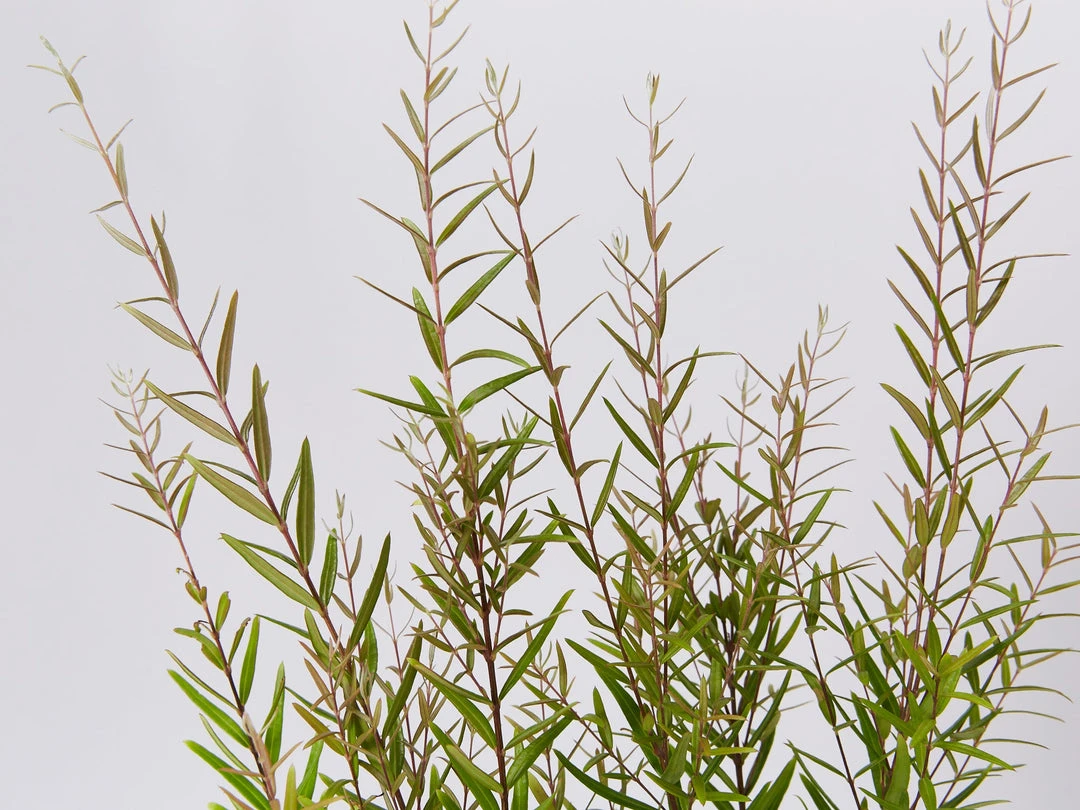 Shrubs Hedging Plants Austromyrtus Dulcis Copper Tops Native Hedging Pack 5 Shrubs Hedging Plants Austromyrtus Dulcis Copper Tops Native Hedging Pack