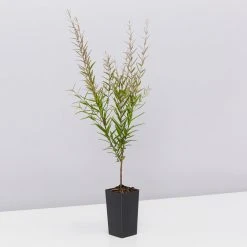 Shrubs The Coastal ???? Mixed Box Of Plants