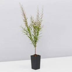 Shrubs Birds And Bees ๐ Australian Native Plant Pack 25 Shrubs Birds And Bees ???? Australian Native Plant Pack