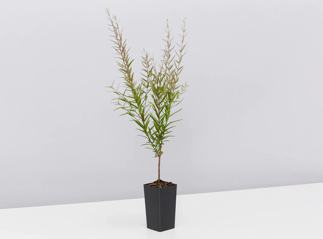 Shrubs Birds And Bees ๐ Australian Native Plant Pack 11 Shrubs Birds And Bees ???? Australian Native Plant Pack