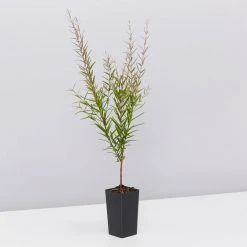 Shrubs Hedging Plants Austromyrtus Dulcis Copper Tops Native Hedging Pack 12 Shrubs Hedging Plants Austromyrtus Dulcis Copper Tops Native Hedging Pack