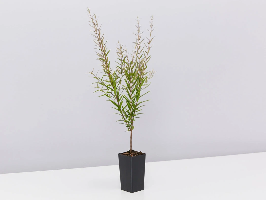 Shrubs Hedging Plants Austromyrtus Dulcis Copper Tops Native Hedging Pack 7 Shrubs Hedging Plants Austromyrtus Dulcis Copper Tops Native Hedging Pack