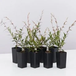 Shrubs Austromyrtus Dulcis Hedging Plants