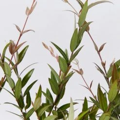 Shrubs Austromyrtus Dulcis Hedging Plants