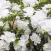 Shrubs Azalea Indica White Bouquet