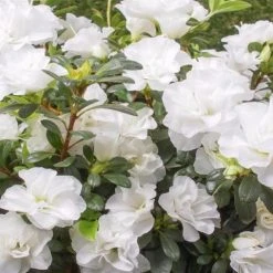 Shrubs Azalea Indica White Bouquet